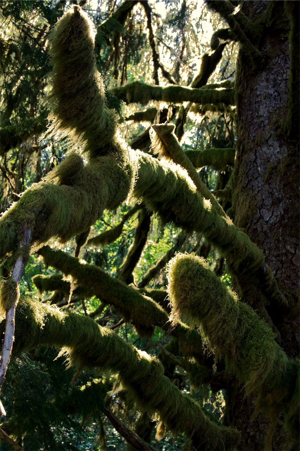 600yr old spruce 0902